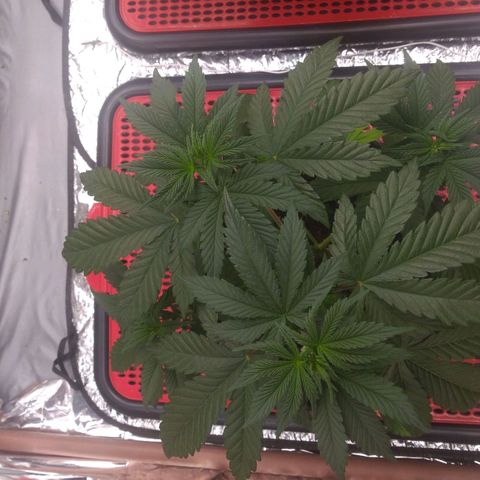 Lisbela growlog timeline photo