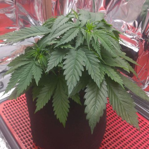 Sofie growlog timeline photo