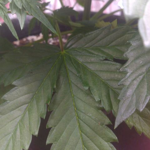 Sofie growlog timeline photo