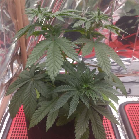 Lisbela growlog photo: Pré desfolhação
