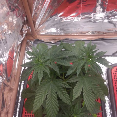 Lisbela growlog photo: Pré desfolhação