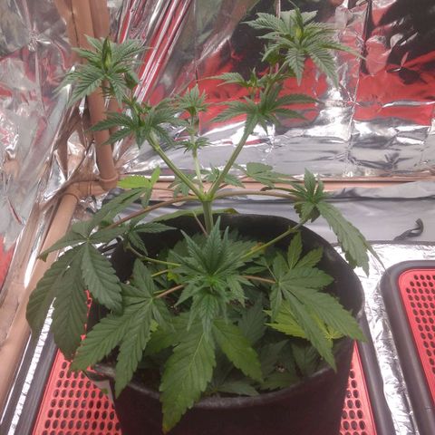 Lisbela growlog photo: Pós desfolhação 