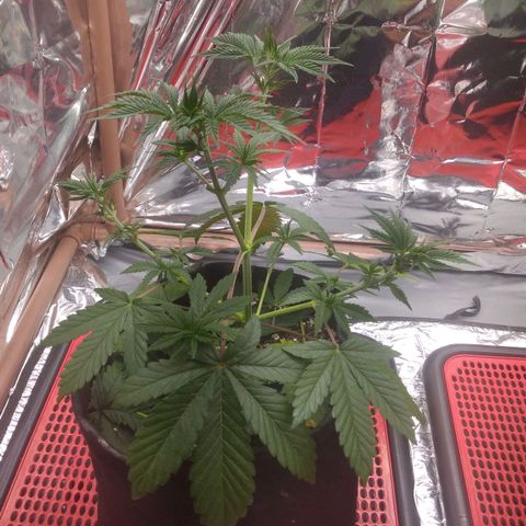 Lisbela growlog photo: Pós desfolhação 