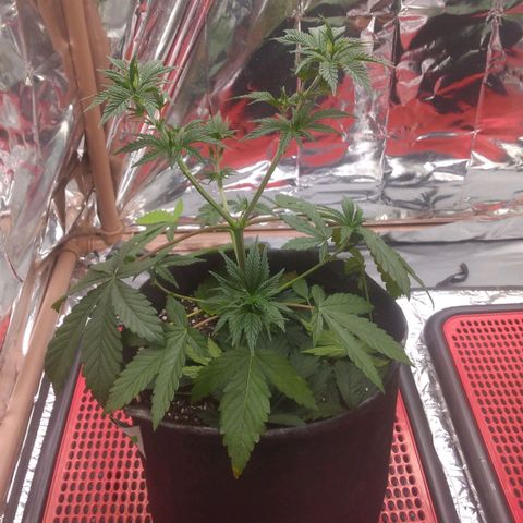 Lisbela growlog photo: Pós desfolhação 