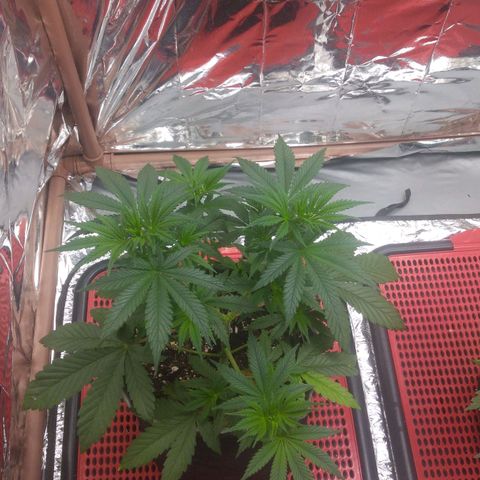 Lisbela growlog photo: Última semana de vegetativo