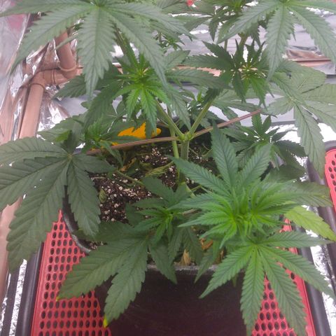 Lisbela growlog photo: Última semana de vegetativo