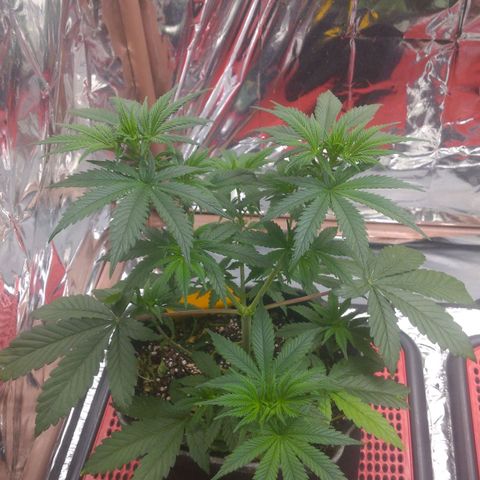 Lisbela growlog photo: Última semana de vegetativo