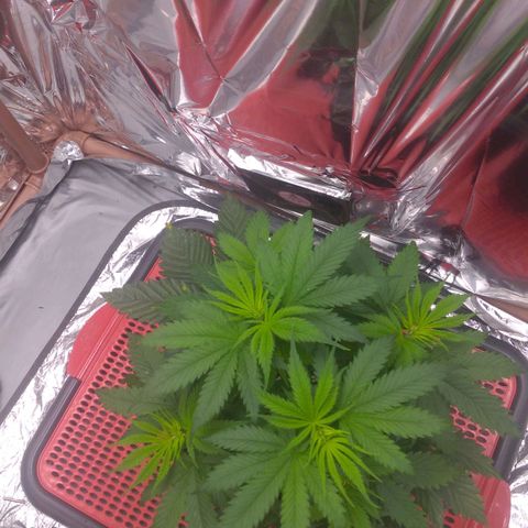 Sofie growlog photo: Última semana de vegetativo 