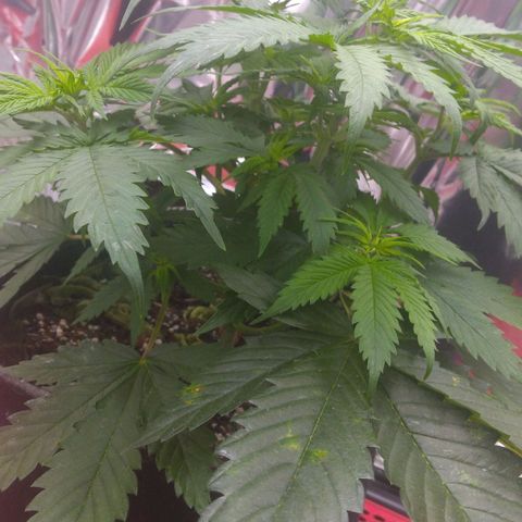 Sofie growlog photo: Última semana de vegetativo 