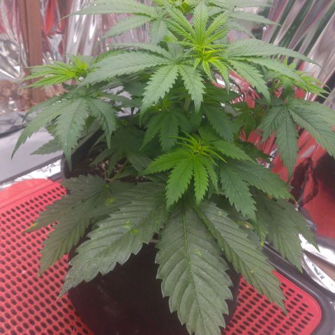 Sofie growlog photo: Última semana de vegetativo 