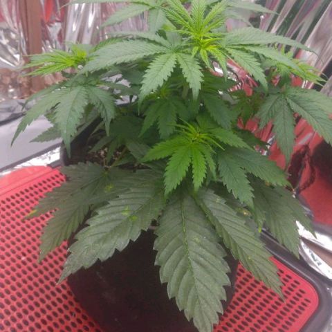 Sofie growlog timeline photo
