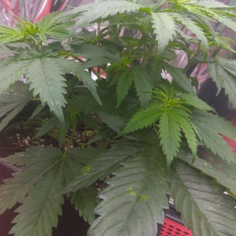 Sofie growlog timeline photo