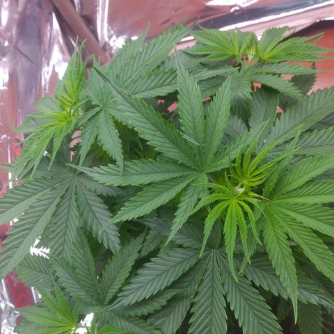 Sofie growlog photo: Antes de mais uma desfolhação. Essa para o Flip para a flora