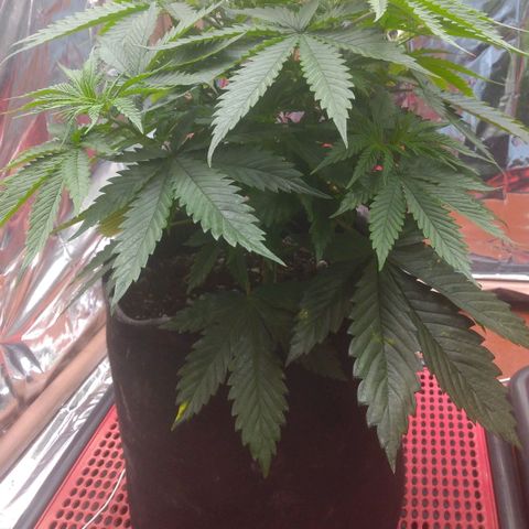 Sofie growlog photo: Antes de mais uma desfolhação. Essa para o Flip para a flora