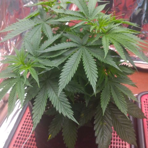 Sofie growlog photo: Antes de mais uma desfolhação. Essa para o Flip para a flora