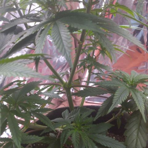 Lisbela growlog photo: Antes das desfolhação e amarras 