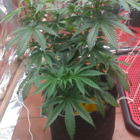 Lisbela growlog photo: Antes das desfolhação e amarras 