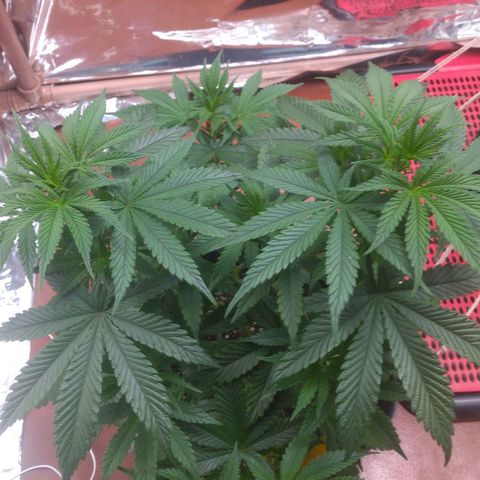 Lisbela growlog photo: Antes das desfolhação e amarras 