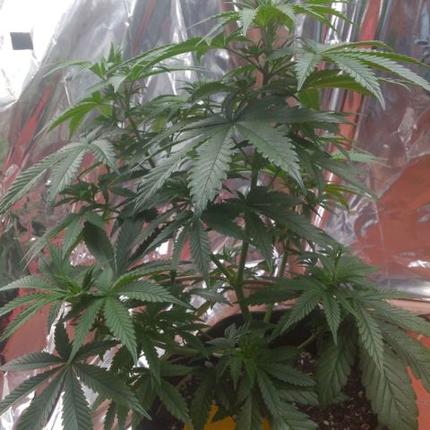 Lisbela growlog photo: Antes das desfolhação e amarras 