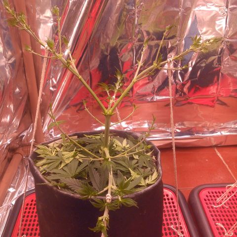 Lisbela growlog photo: Pós desfolhação 