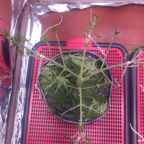 Lisbela growlog photo: Pós desfolhação 