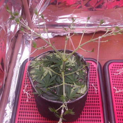 Lisbela growlog photo: Pós desfolhação 
