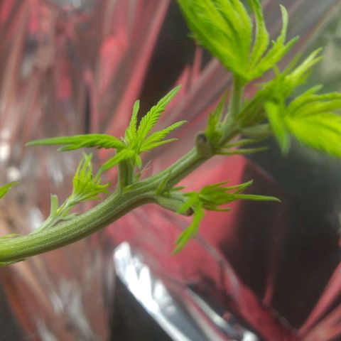 Sofie growlog timeline photo