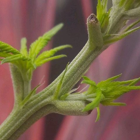Sofie growlog timeline photo