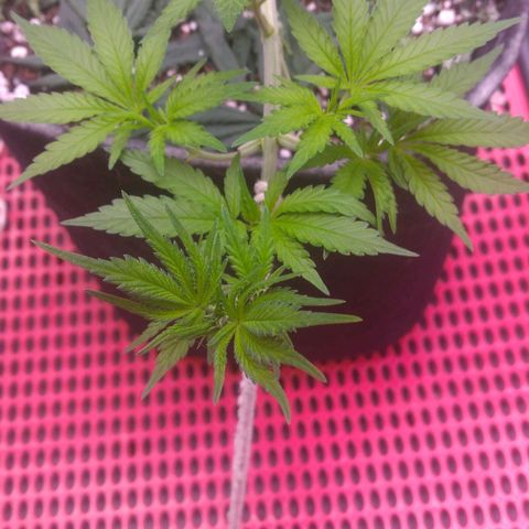 Lisbela growlog photo: Tá crescendo