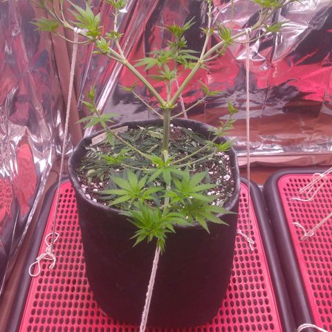 Lisbela growlog photo: Tá crescendo
