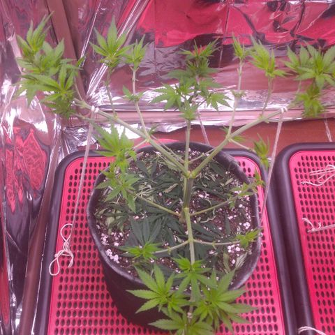 Lisbela growlog photo: Tá crescendo