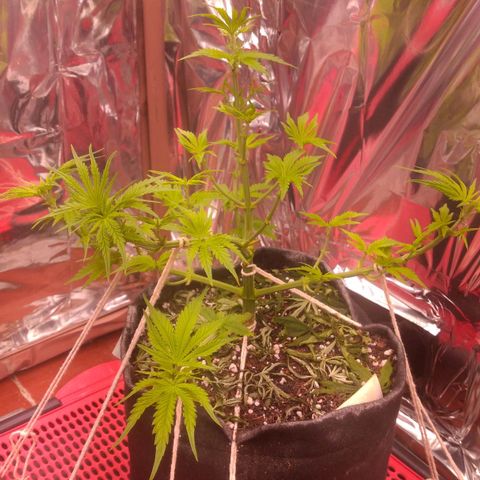 Sofie growlog timeline photo