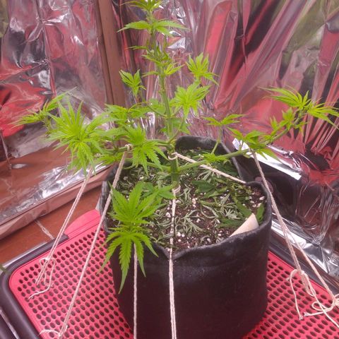 Sofie growlog timeline photo