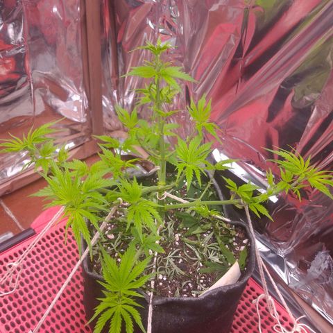 Sofie growlog timeline photo