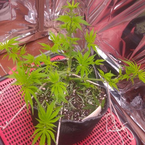 Sofie growlog timeline photo