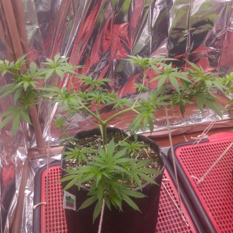 Lisbela growlog timeline photo