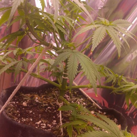 Sofie growlog photo: Início da 2° semana de flora.
Ela está queimando as pontas possivelmente devido a cobertura que fiz na semana passada. Inclui alguns nutrientes sem medida e devo ter pesado a mão em algum. Usei a mesma mistura nas duas e somente essa sentiu. Ela é mais sensível mesmo 