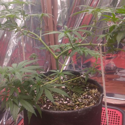 Lisbela growlog photo: Início da 2° semana de 12/12. Ainda não apresentou pistilos então não considerei a entrada na flora ainda. Está crescendo linda