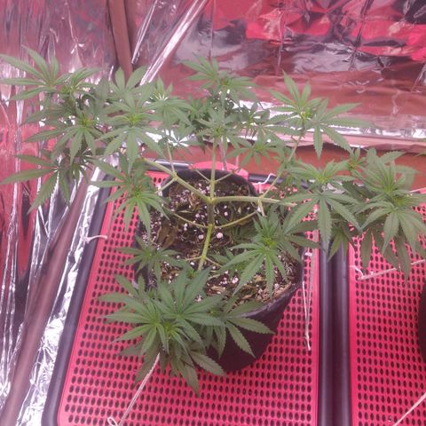 Lisbela growlog photo: Início da 2° semana de 12/12. Ainda não apresentou pistilos então não considerei a entrada na flora ainda. Está crescendo linda