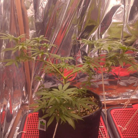Lisbela growlog photo: Início da 2° semana de 12/12. Ainda não apresentou pistilos então não considerei a entrada na flora ainda. Está crescendo linda