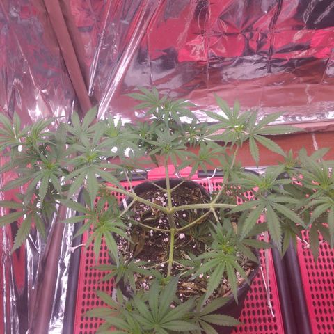 Lisbela growlog photo: Início da 2° semana de 12/12. Ainda não apresentou pistilos então não considerei a entrada na flora ainda. Está crescendo linda