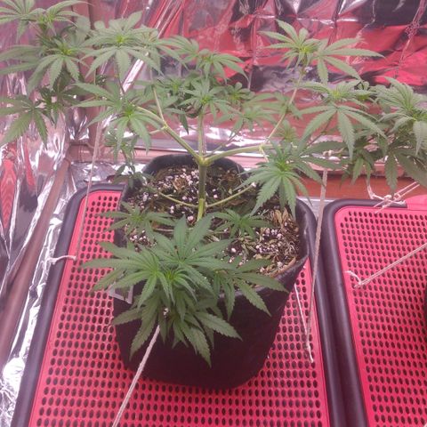 Lisbela growlog timeline photo