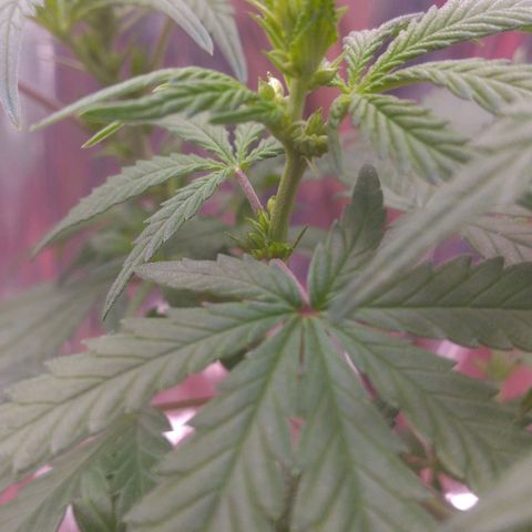 Lisbela growlog photo: Seed era feminizada, porém está estranho. Ou é alarme falso ou é um macho 