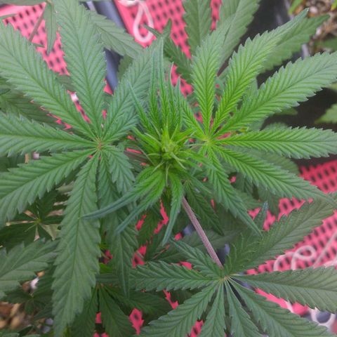 Lisbela growlog timeline photo