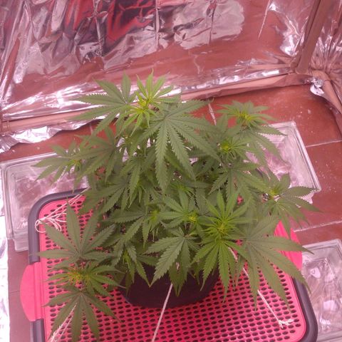 Sofie growlog photo: A