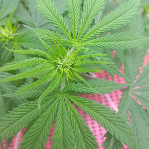Sofie growlog photo: A