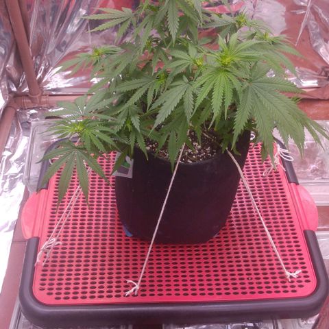 Sofie growlog photo: A