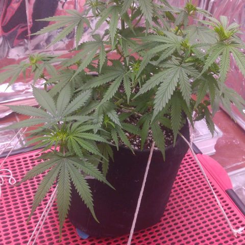 Sofie growlog photo: A