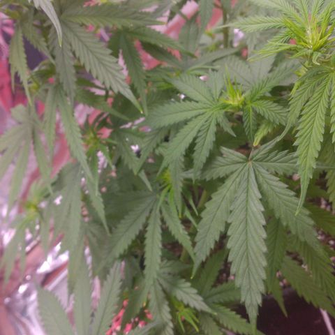Sofie growlog photo: A