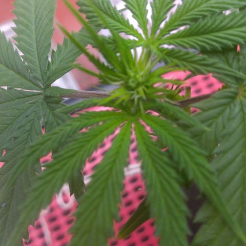Sofie growlog photo: A